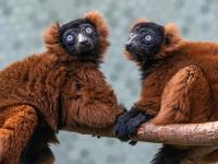 Roter Vari Lemur